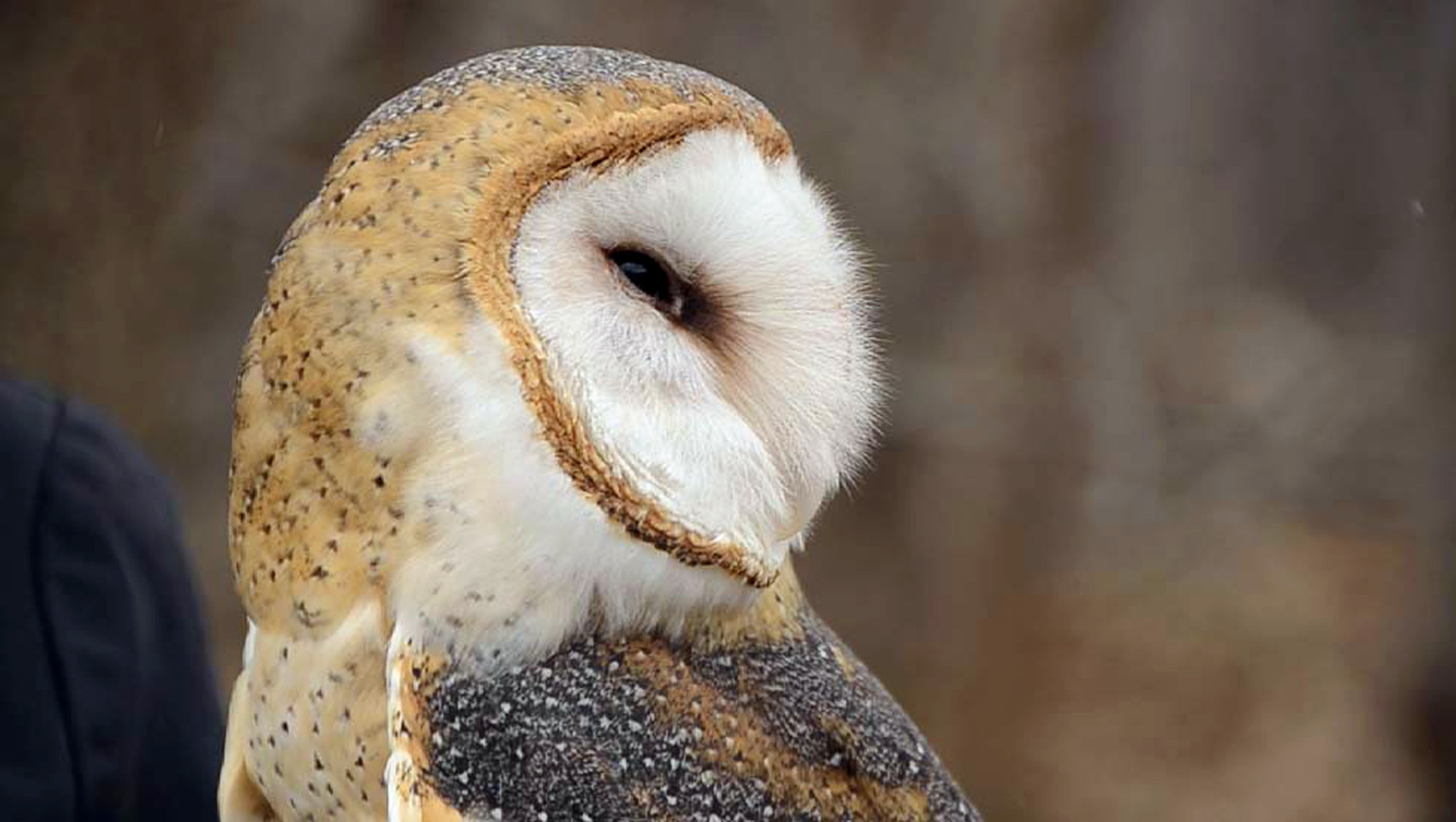 Barn Owl - HD Wallpaper 