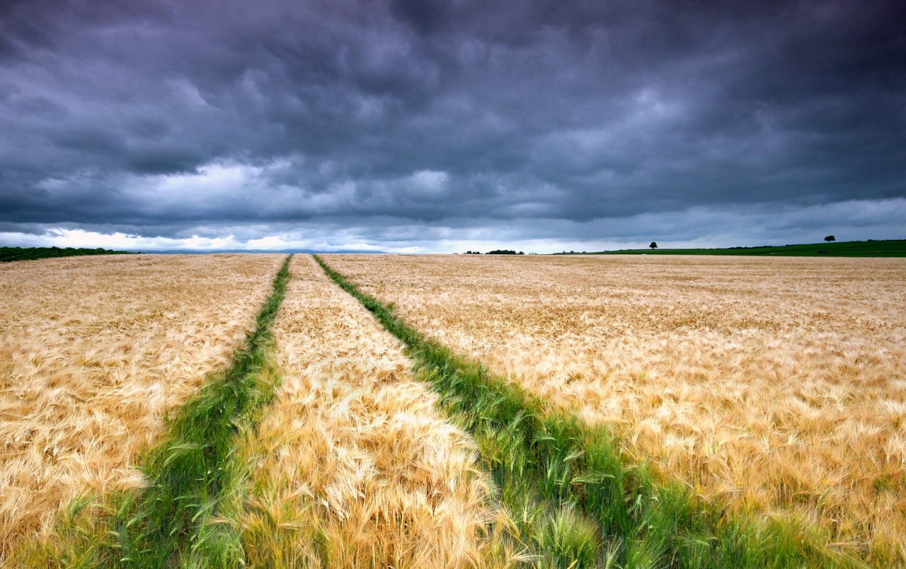 Awesome Corn Field Wallpapers - HD Wallpaper 