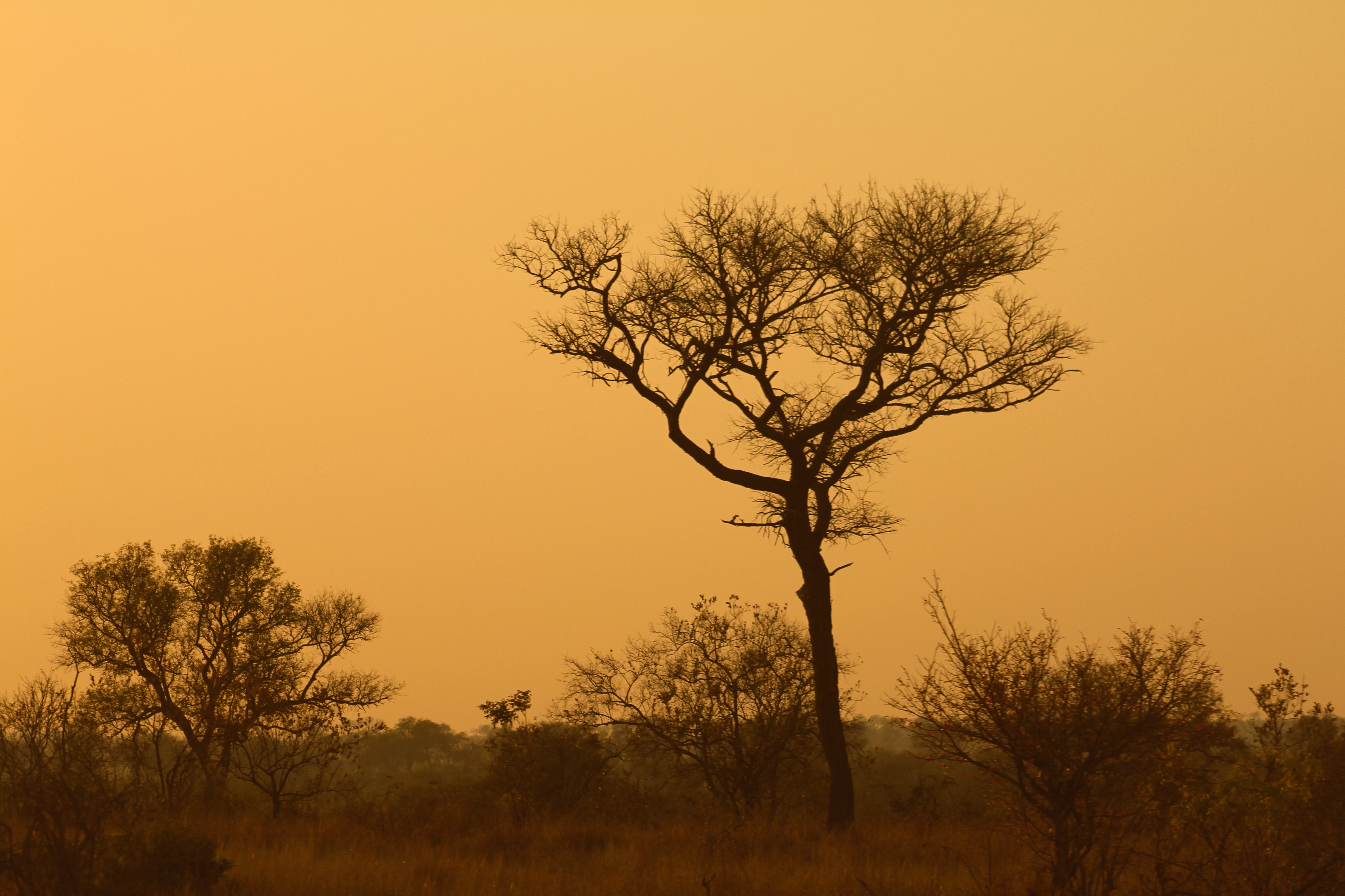 Savanna - HD Wallpaper 