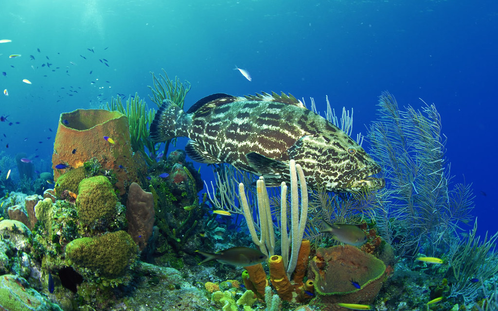 Plants Under Sea - HD Wallpaper 