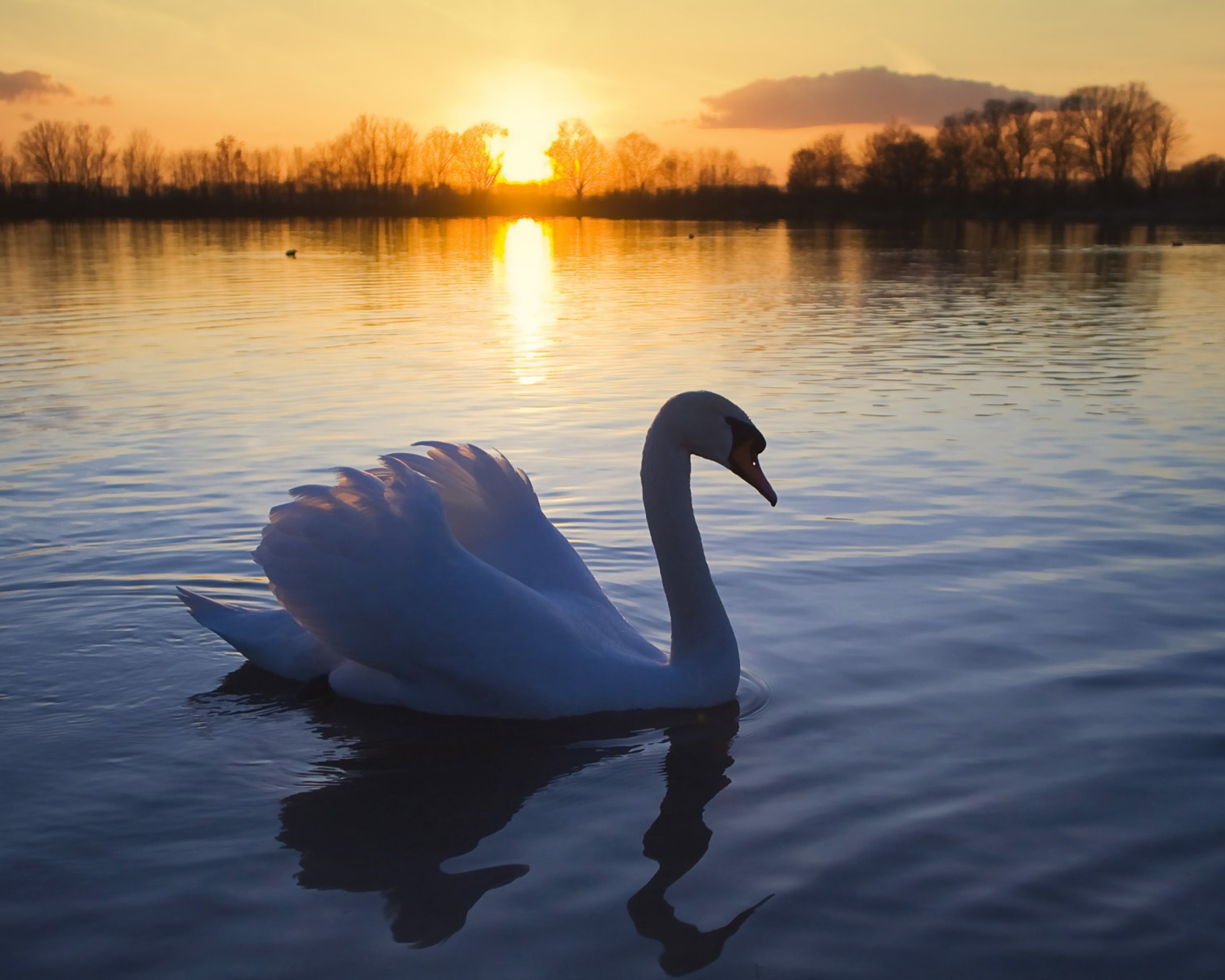 Swan On The Water - HD Wallpaper 
