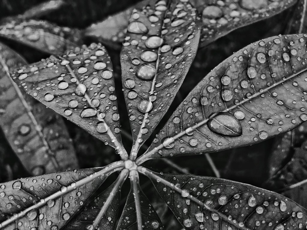 Macro Photography - HD Wallpaper 