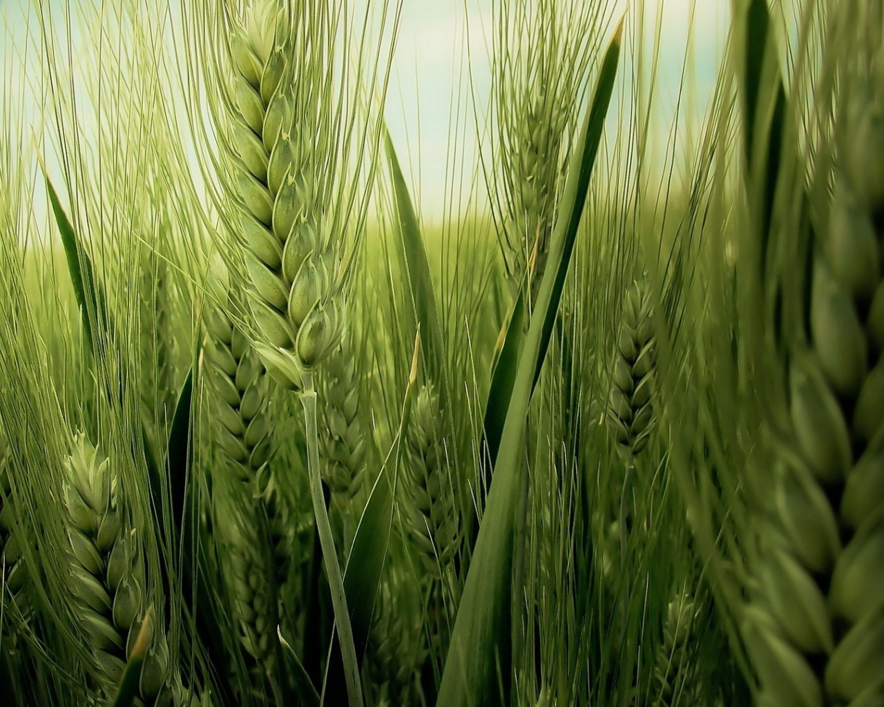 Wheat Field - HD Wallpaper 