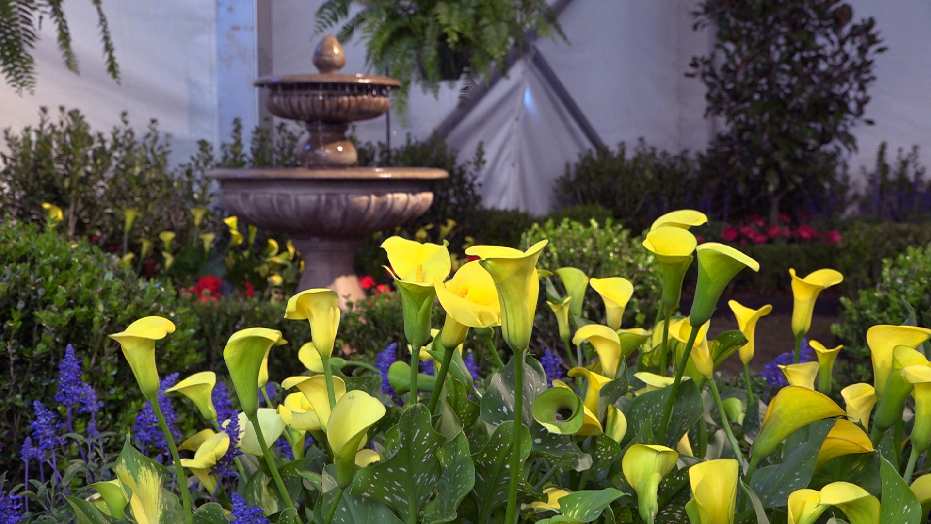 Giant White Arum Lily - HD Wallpaper 