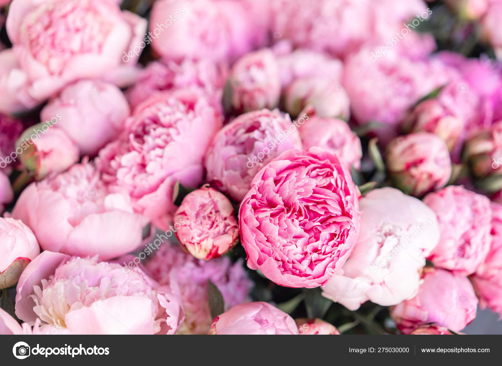 Peony Flower - HD Wallpaper 