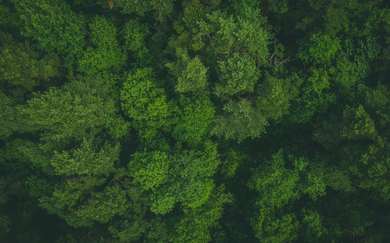 Green, Trees, Aerial View, Forest - Forest - HD Wallpaper 