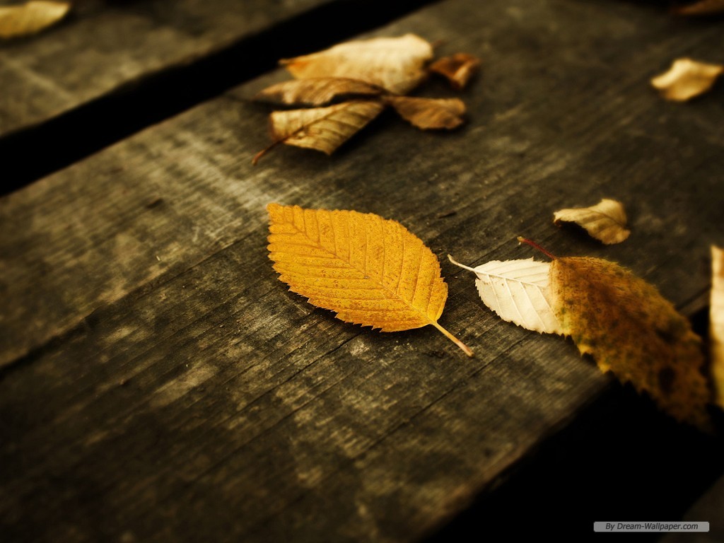 Free Nature Wallpaper - Brown Nature Wallpaper Hd - HD Wallpaper 