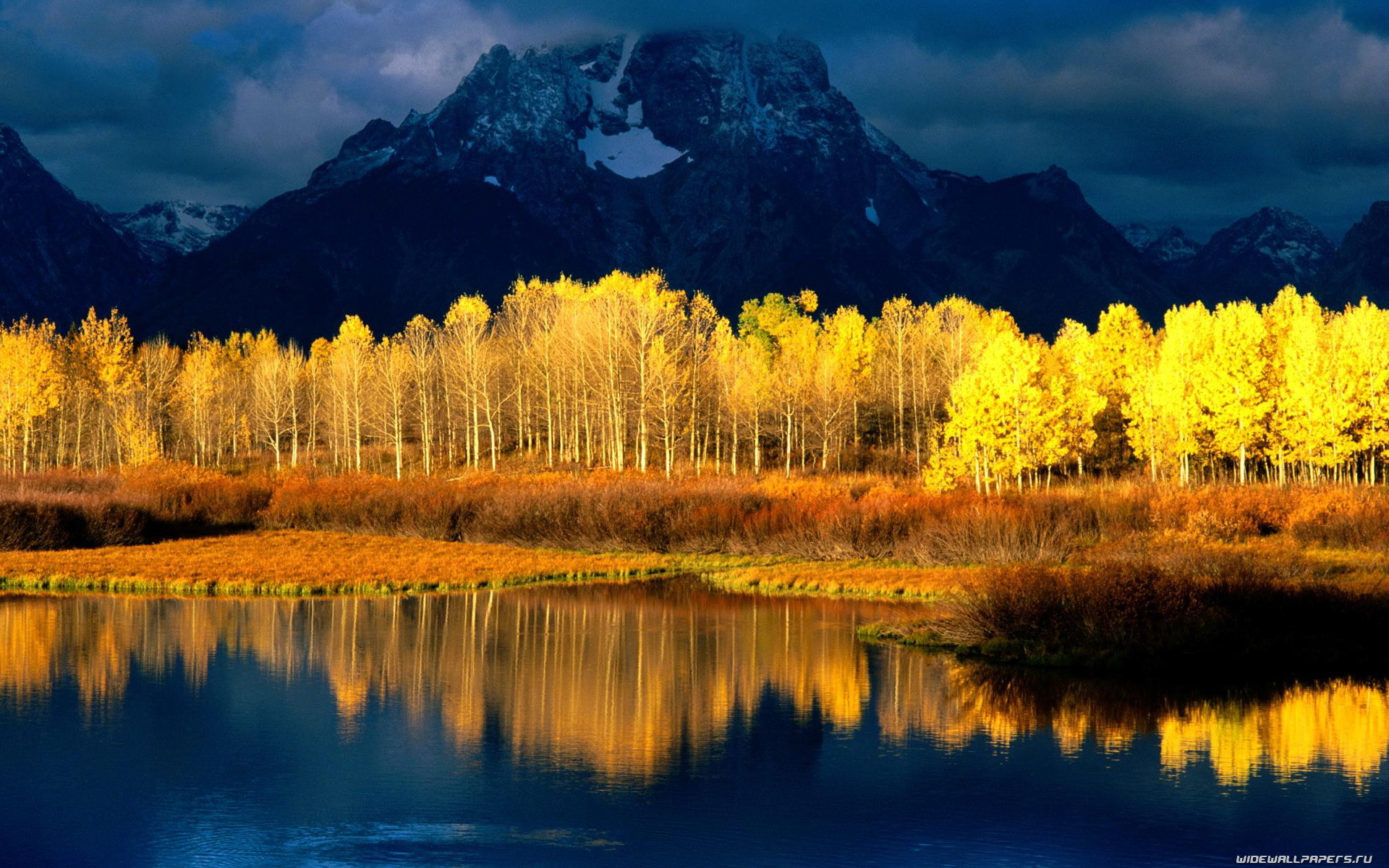 Wallpaper-bec1e1d - Pando Trees - HD Wallpaper 