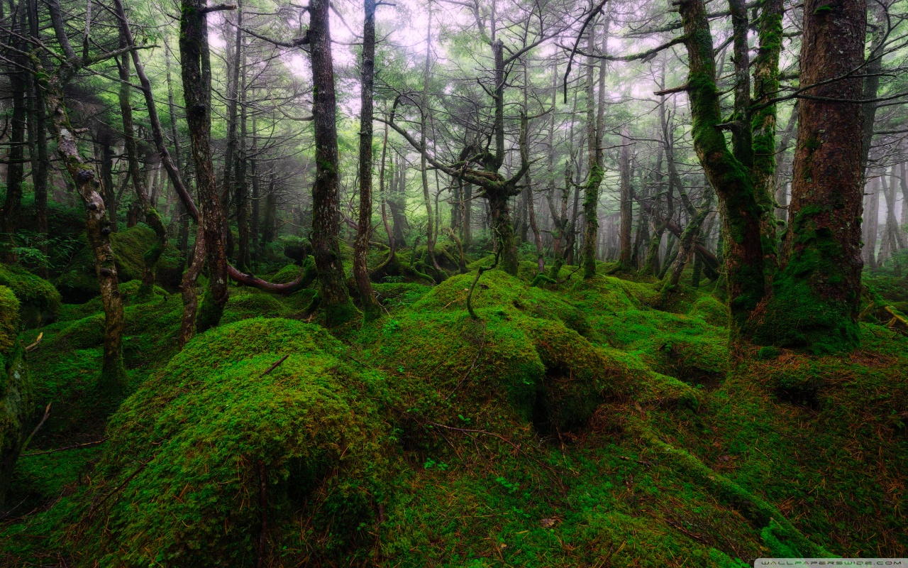 Into The Jungle - HD Wallpaper 