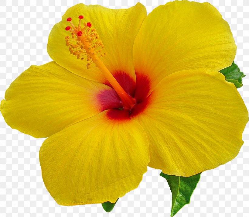 Hawaii Desktop Wallpaper Hibiscus Clip Art, Png, 826x720px, - Hibiscus Png - HD Wallpaper 