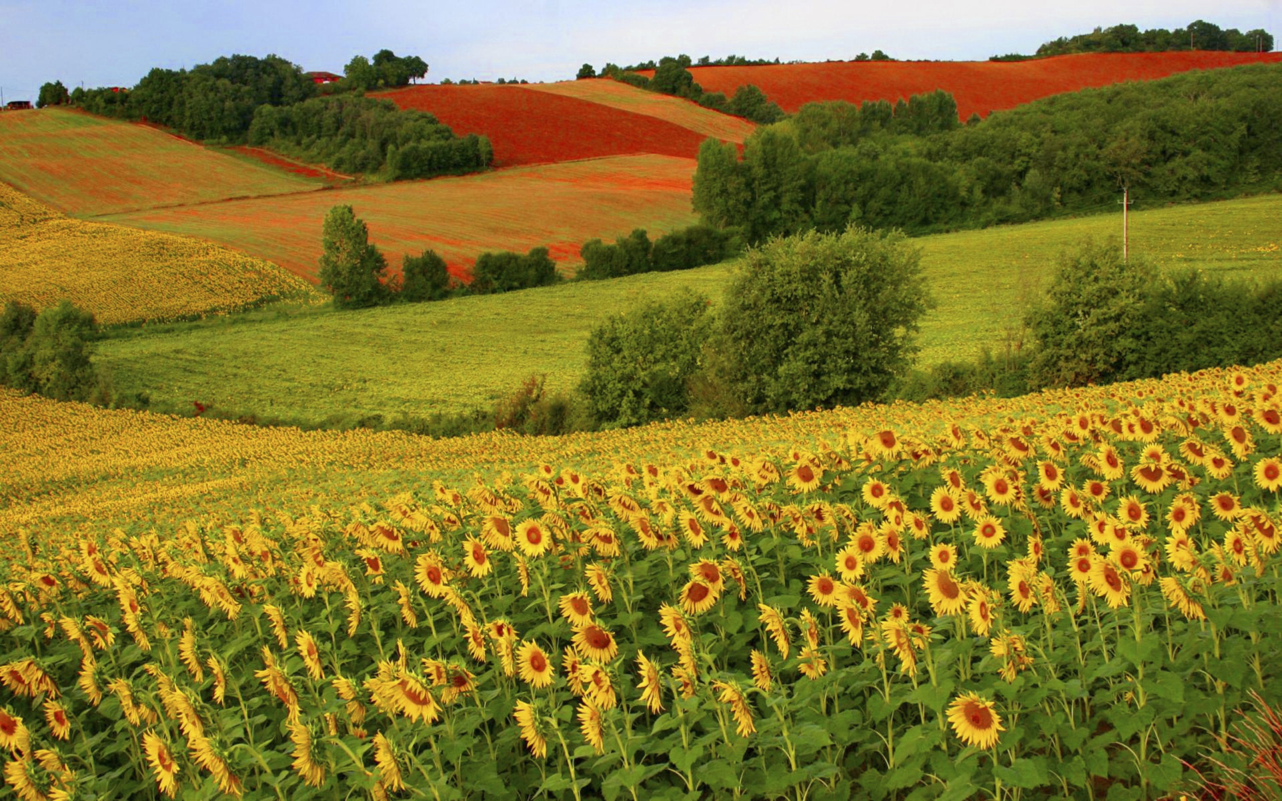 Hd Wallpaper Sunflower Farm - HD Wallpaper 