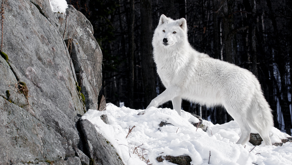 Winter, White, Wolf, Snow, Stones, Predator, Forest, - Wolves White - HD Wallpaper 