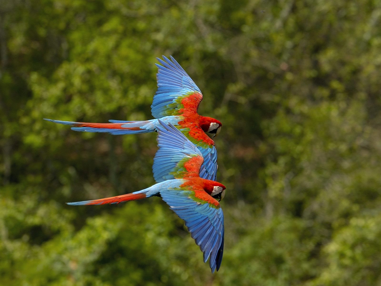 Desktop Nice Birds Images - Exotic Birds From Brazil - HD Wallpaper 