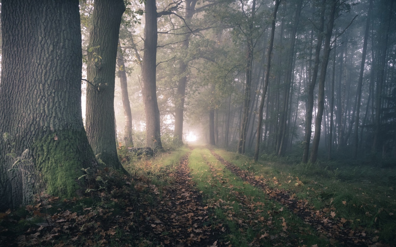 Autumn Day In The Forest - Forest - HD Wallpaper 