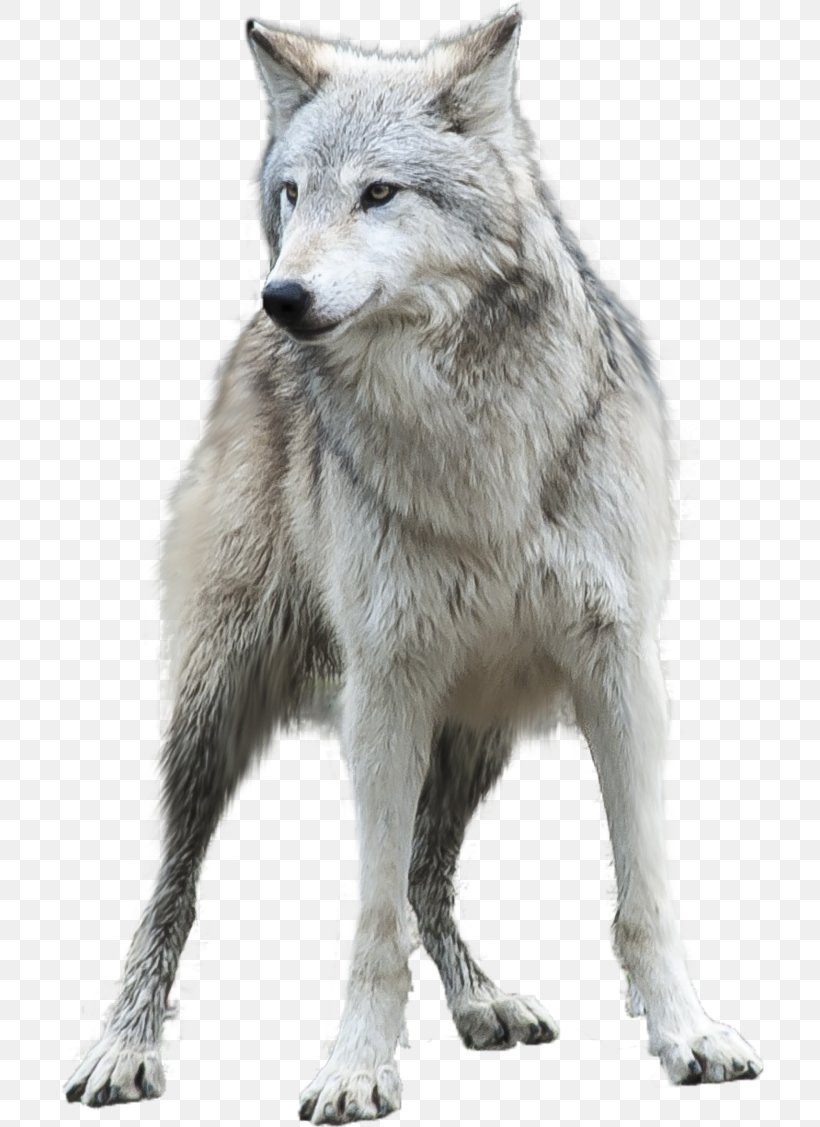 Arctic Wolf Desktop Wallpaper Clip Art, Png, 708x1127px, - HD Wallpaper 