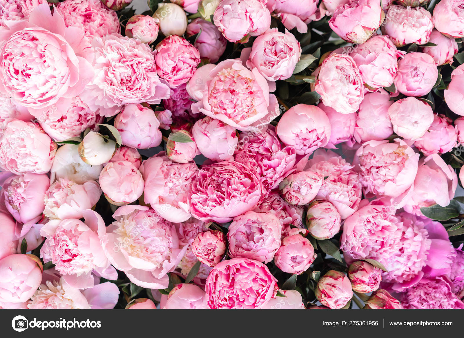 Peonies Background - HD Wallpaper 