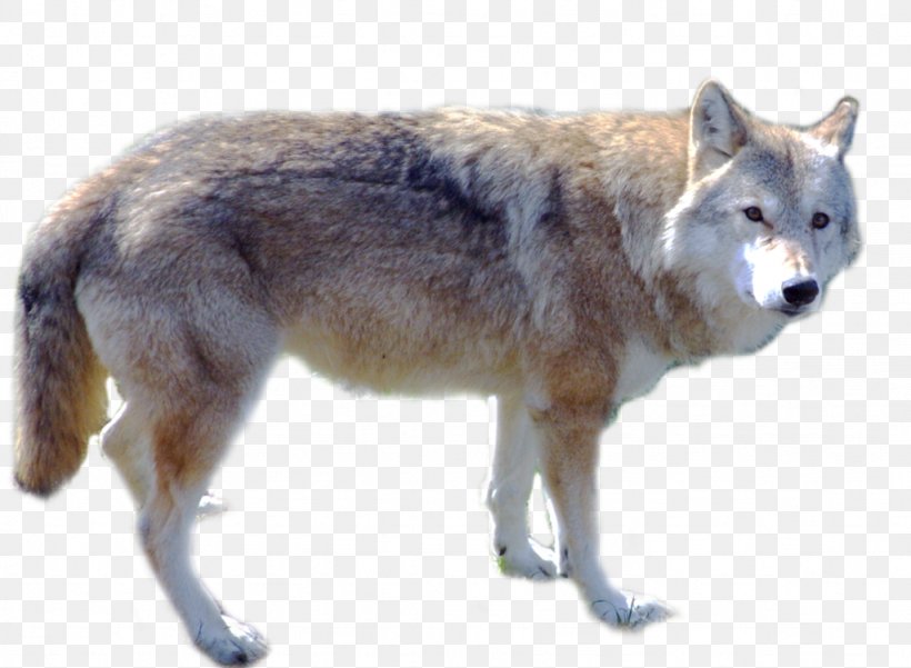 Dog Arctic Wolf Red Wolf Desktop Wallpaper, Png, 1024x751px, - HD Wallpaper 