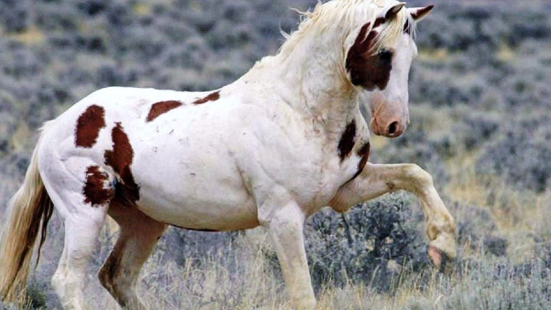 Paint Horse Hd Wallpapers - Mostly White Paint Horse - HD Wallpaper 