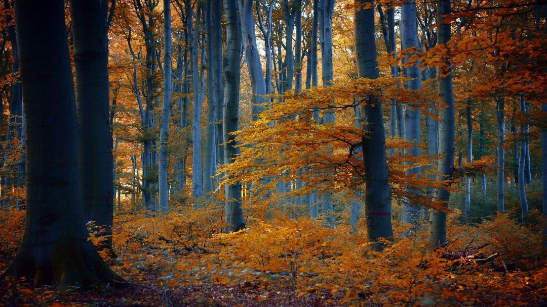 Forest Wallpapers 1280x800 - HD Wallpaper 