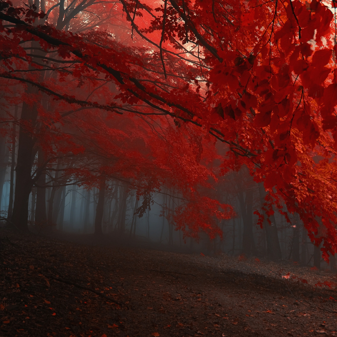 Autumn Wallpaper Engine - Red Leaves Forest Background - HD Wallpaper 