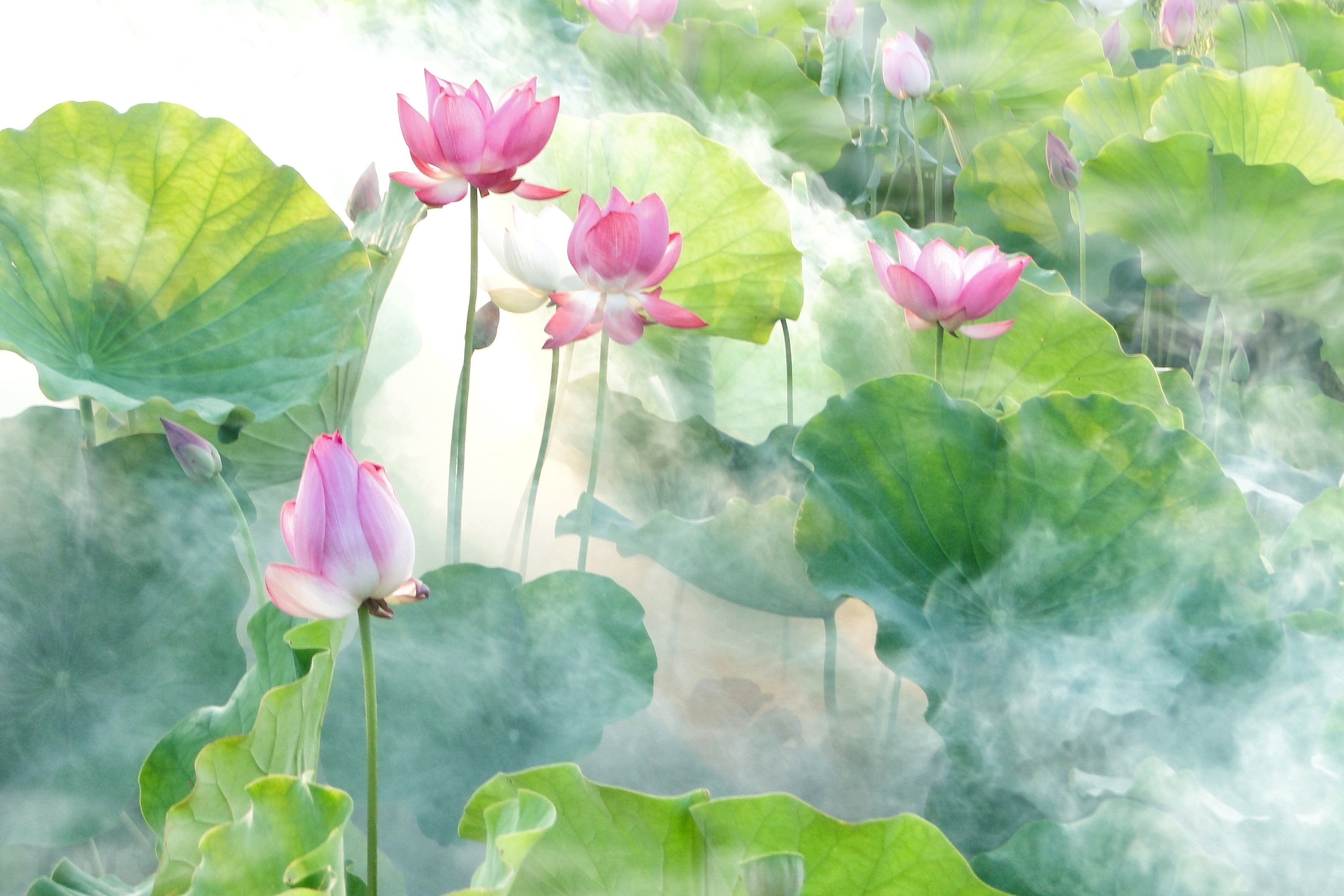 Lotus Flower Painting - HD Wallpaper 