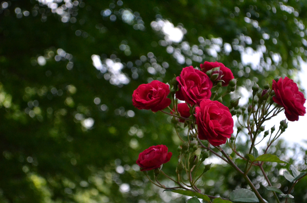 Garden Roses - HD Wallpaper 