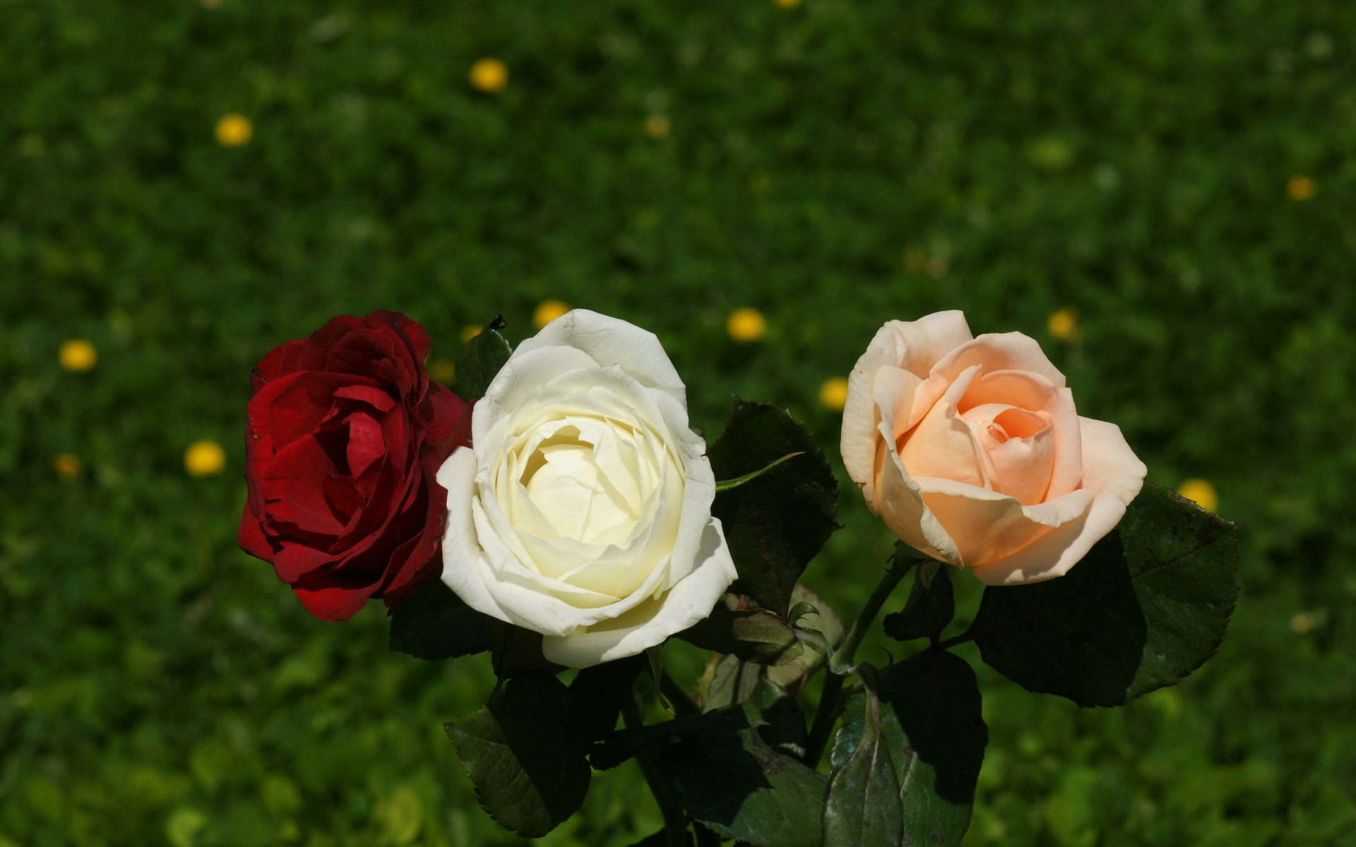 Garden Roses - HD Wallpaper 