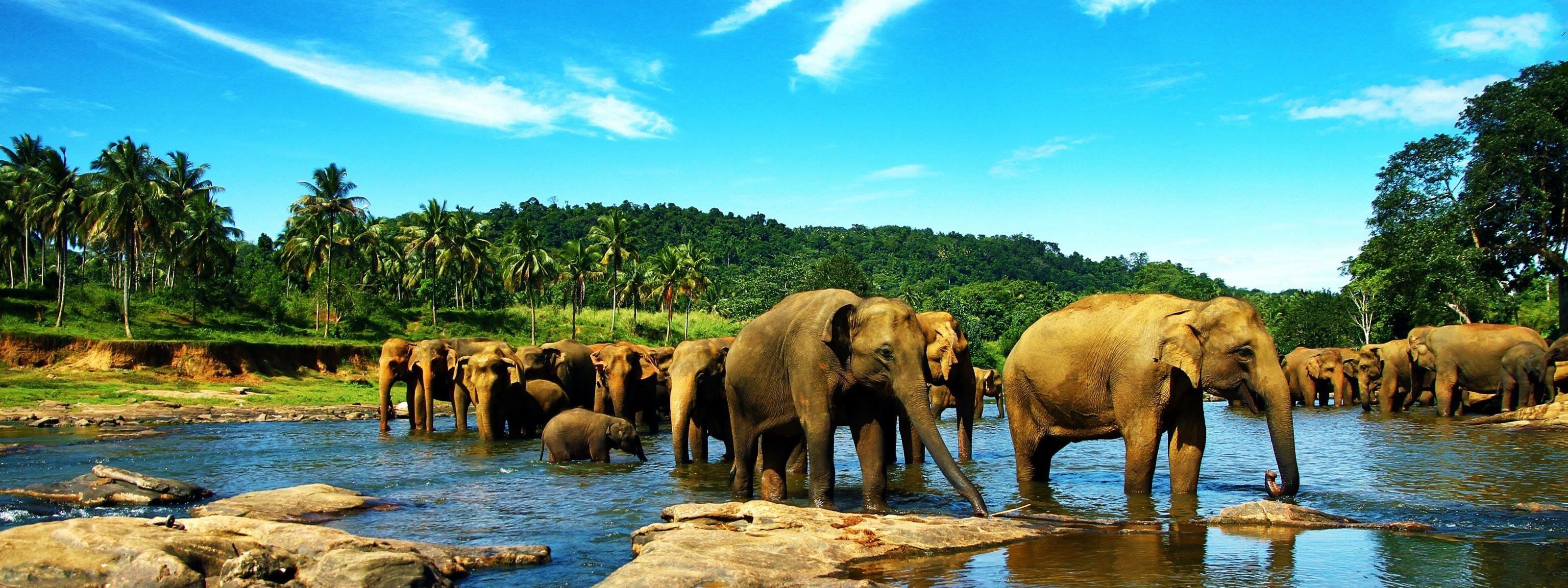 Download Dual Monitor Elephant Desktop Wallpaper Id - Pinnawala Elephant Orphanage - HD Wallpaper 