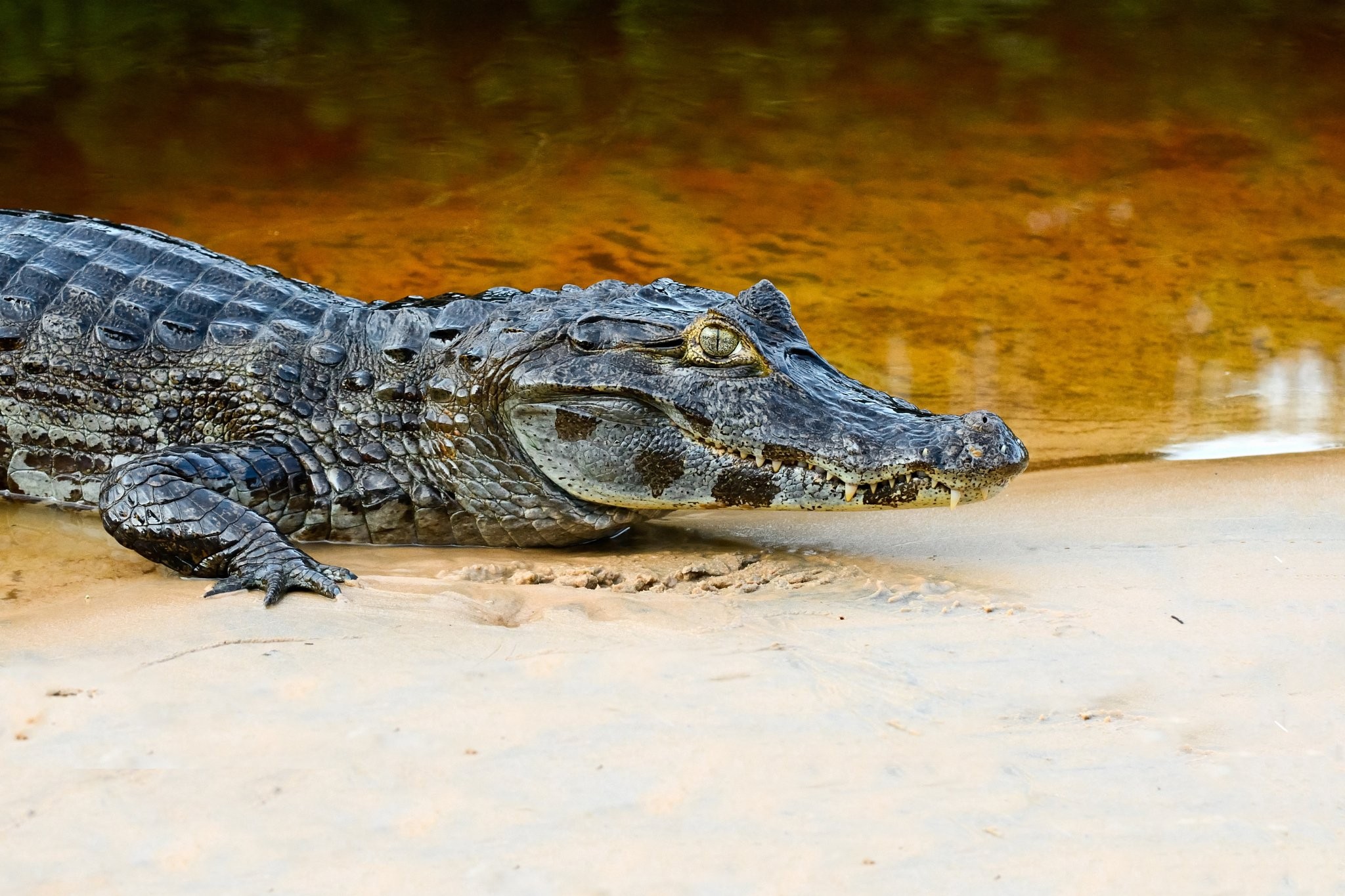 , Animal Wallpapers, Wallpapers,crocodiles, Best, Dual - Fond D Écran Crocodiles - HD Wallpaper 