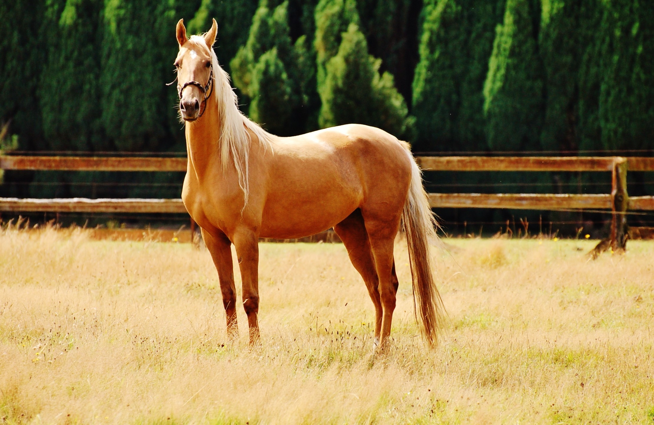 Palomino Horse - HD Wallpaper 