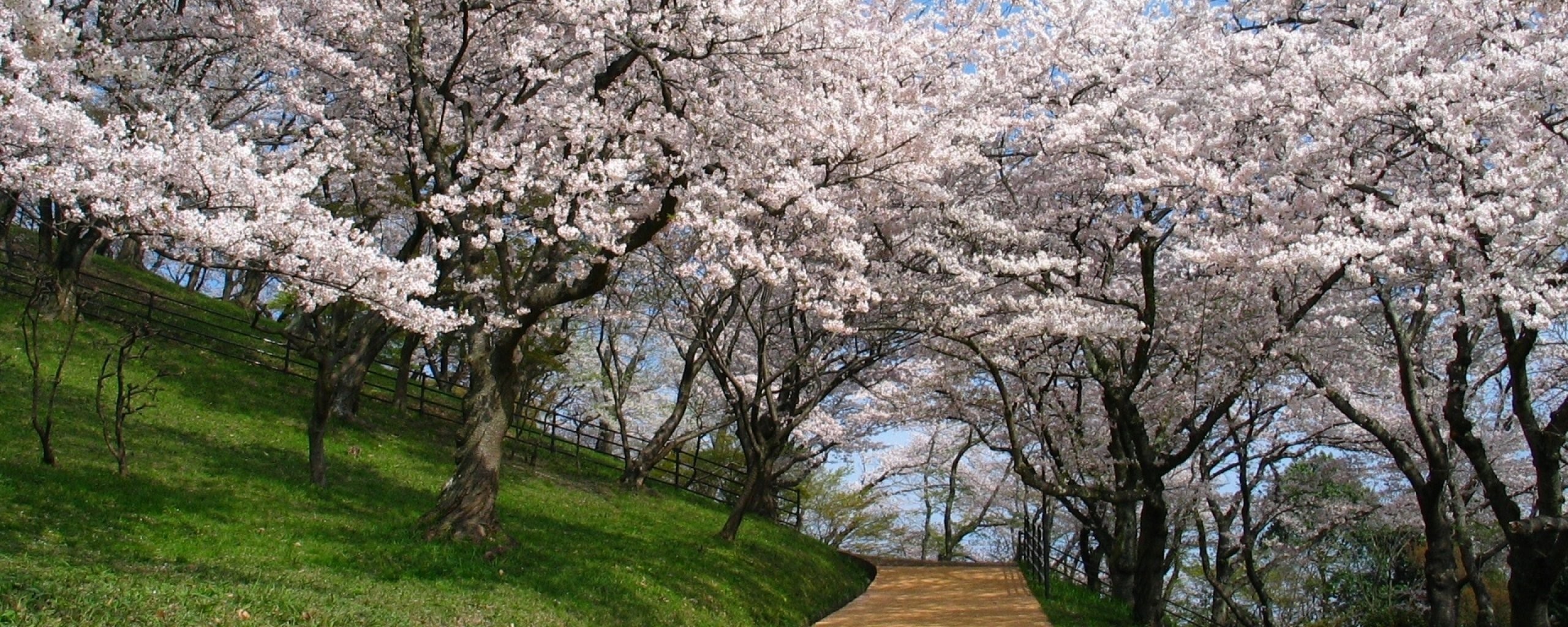 Widescreen,multi, Monitor, Wallpaper For Smart Pnone,download - Lente Park - HD Wallpaper 