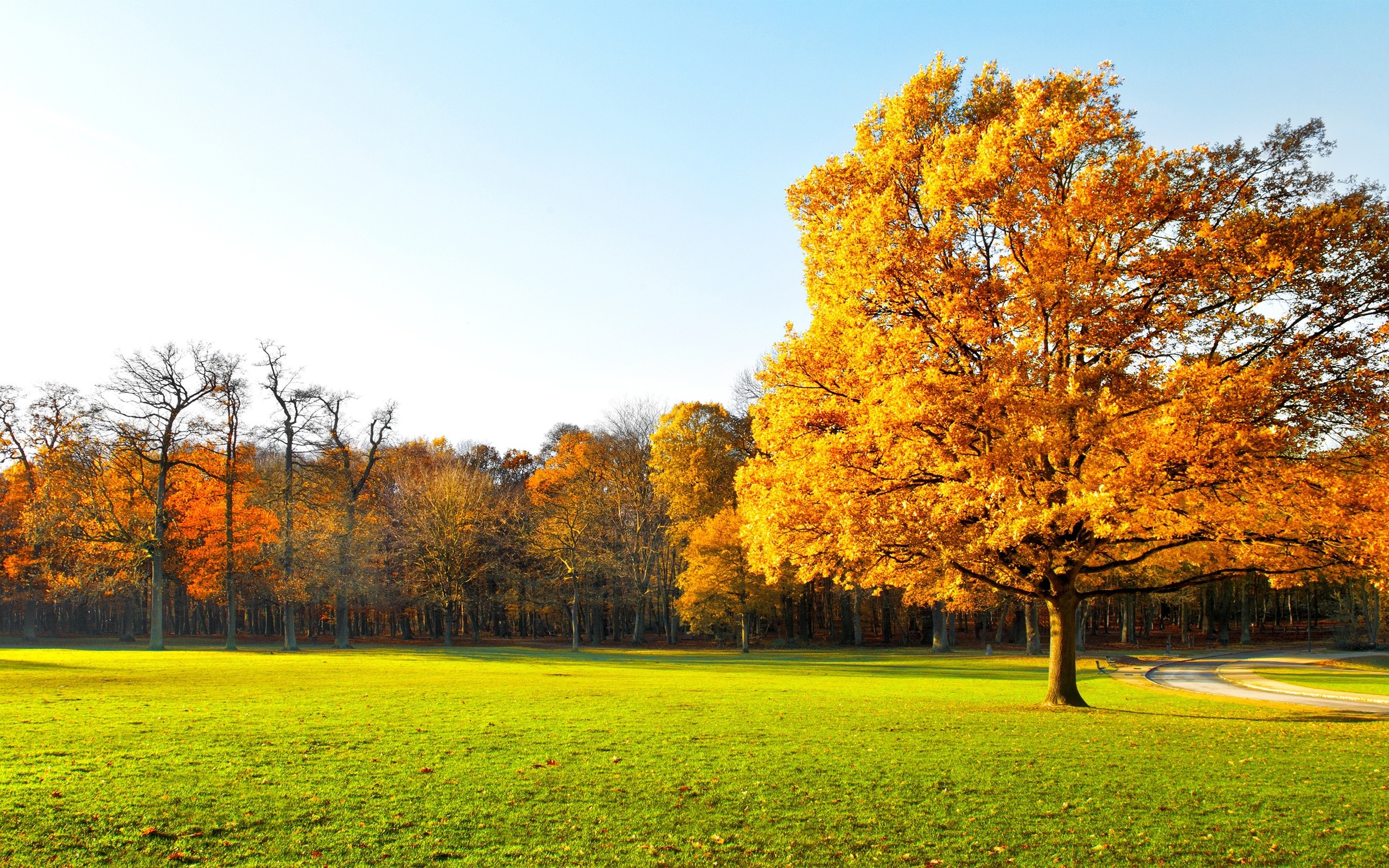 2560x1600, Autumn Lovely,hd Wallpaper, Beautiful, Smart - Sky Beautiful Green Grass Garden - HD Wallpaper 