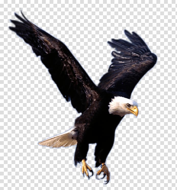 High Resolution Eagle Png Hd - HD Wallpaper 