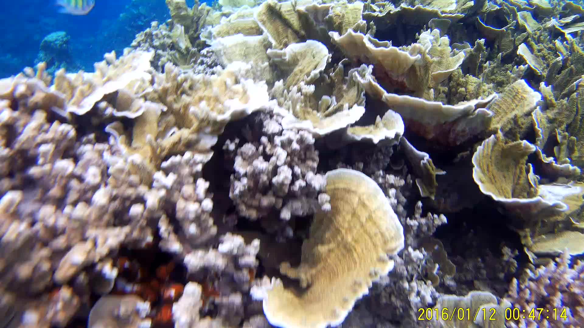 Ultra Hd 4k Video Underwater Sport Cam With Gyro / - Underwater - HD Wallpaper 