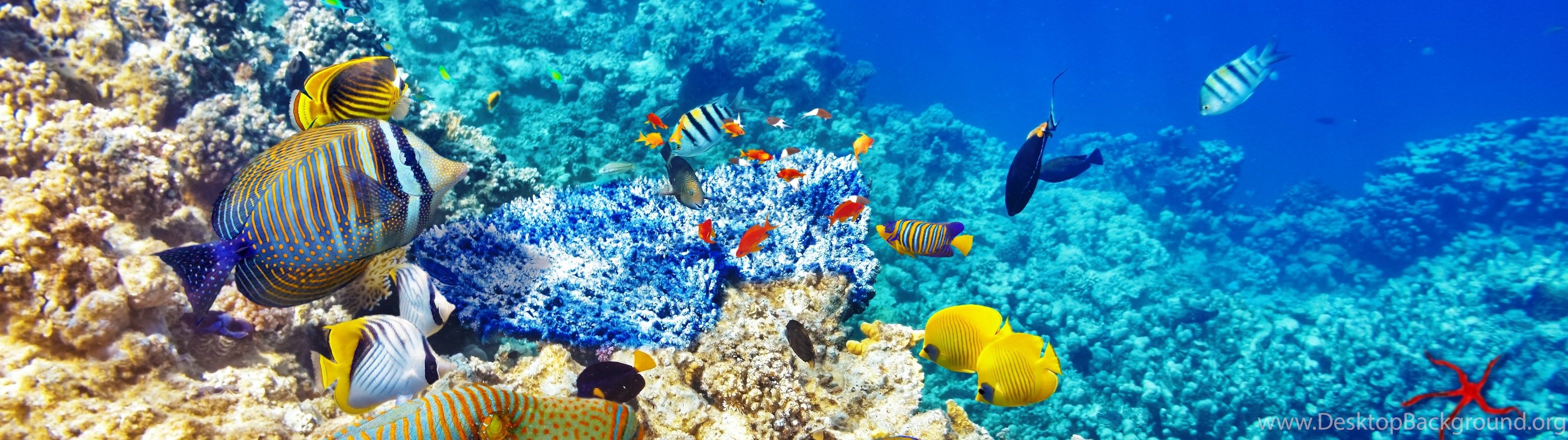 Underwater World Ocean Fish Coral Reef Wallpapers Desktop - Coral Reef Wallpaper Hd - HD Wallpaper 