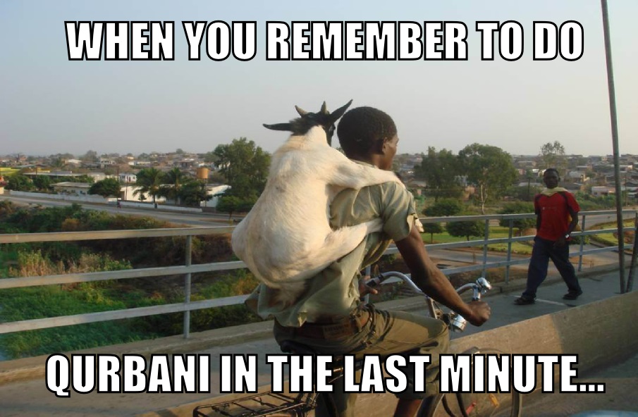 Eid Ul Adha Memes - HD Wallpaper 