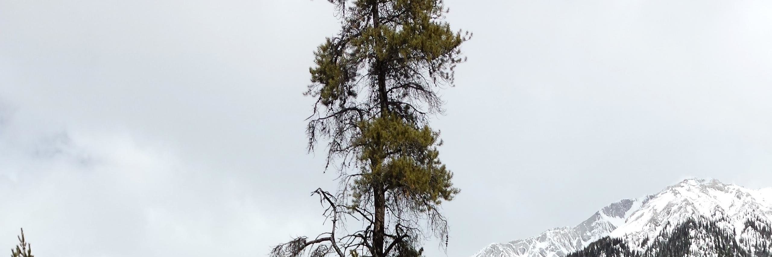 Free Mountain High Quality Wallpaper Id - Pond Pine - HD Wallpaper 