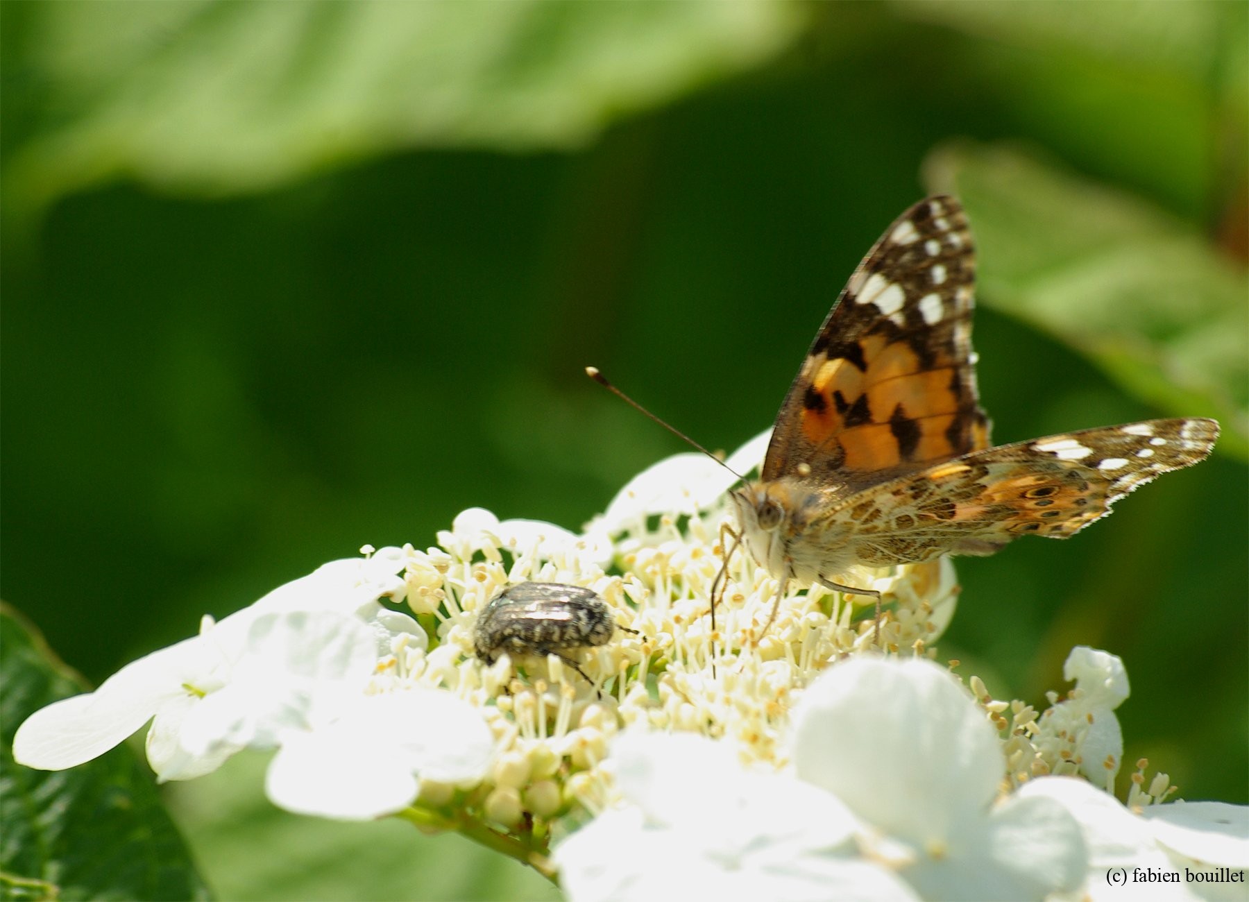 Flowers, Campaign, Free, Botanic Mother Nature High - Vanessa Cardui - HD Wallpaper 