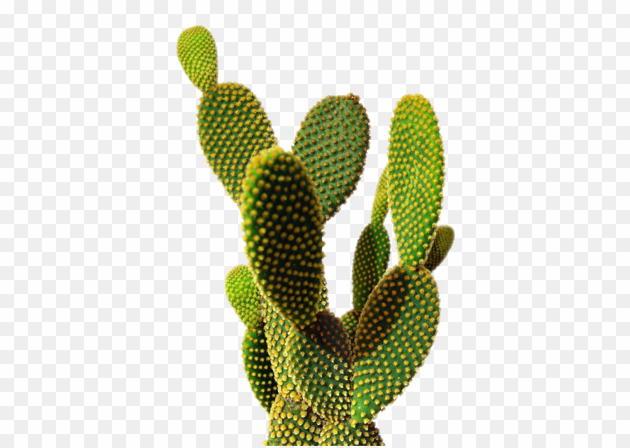 Cactus Transparent Background Png Cactus Desktop Wallpaper - Nopal Cactus Png - HD Wallpaper 