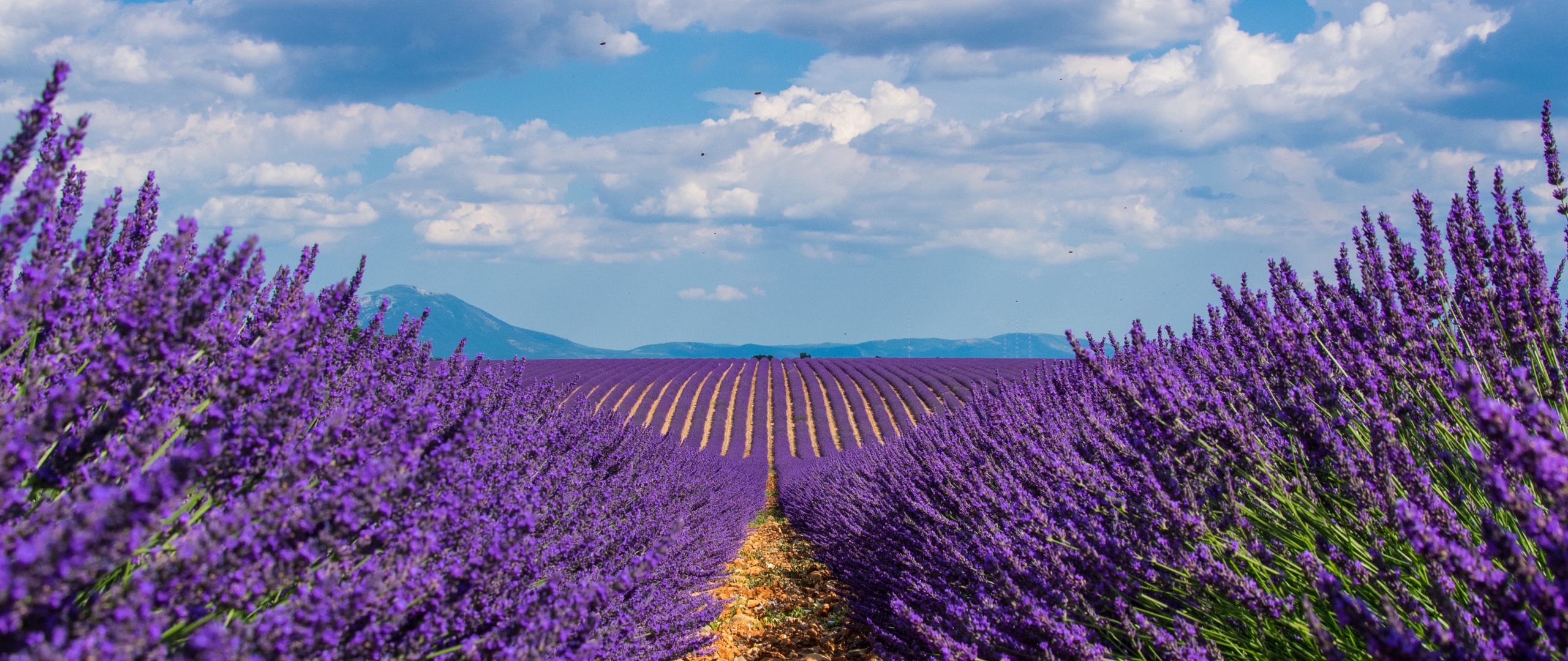 Wallpaper Lavender, Field, Sky, Bloom - Lavender Field Wallpaper Hd - HD Wallpaper 