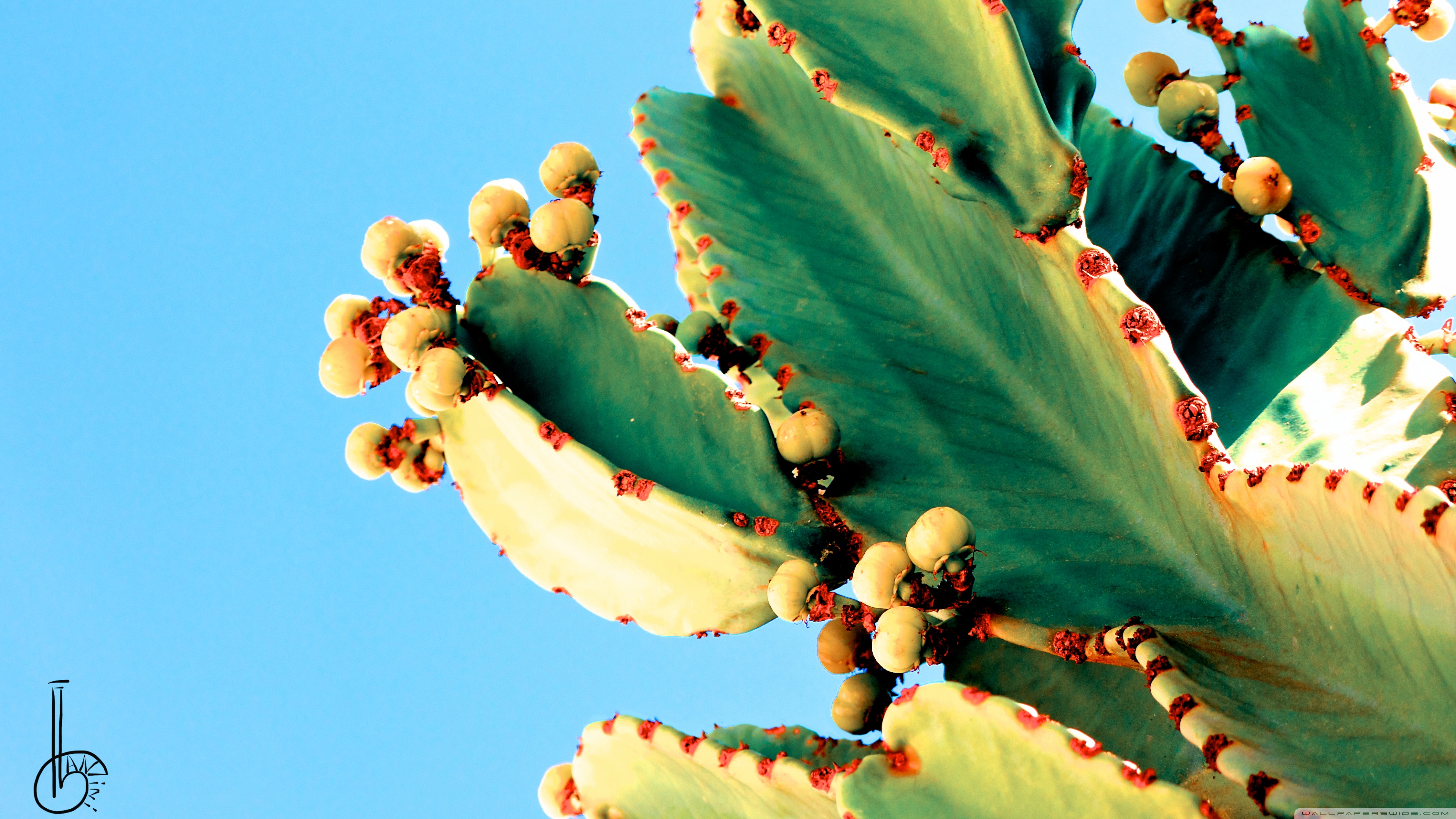 High Resolution Cactus Wallpaper Hd - 3554x1999 Wallpaper - teahub.io