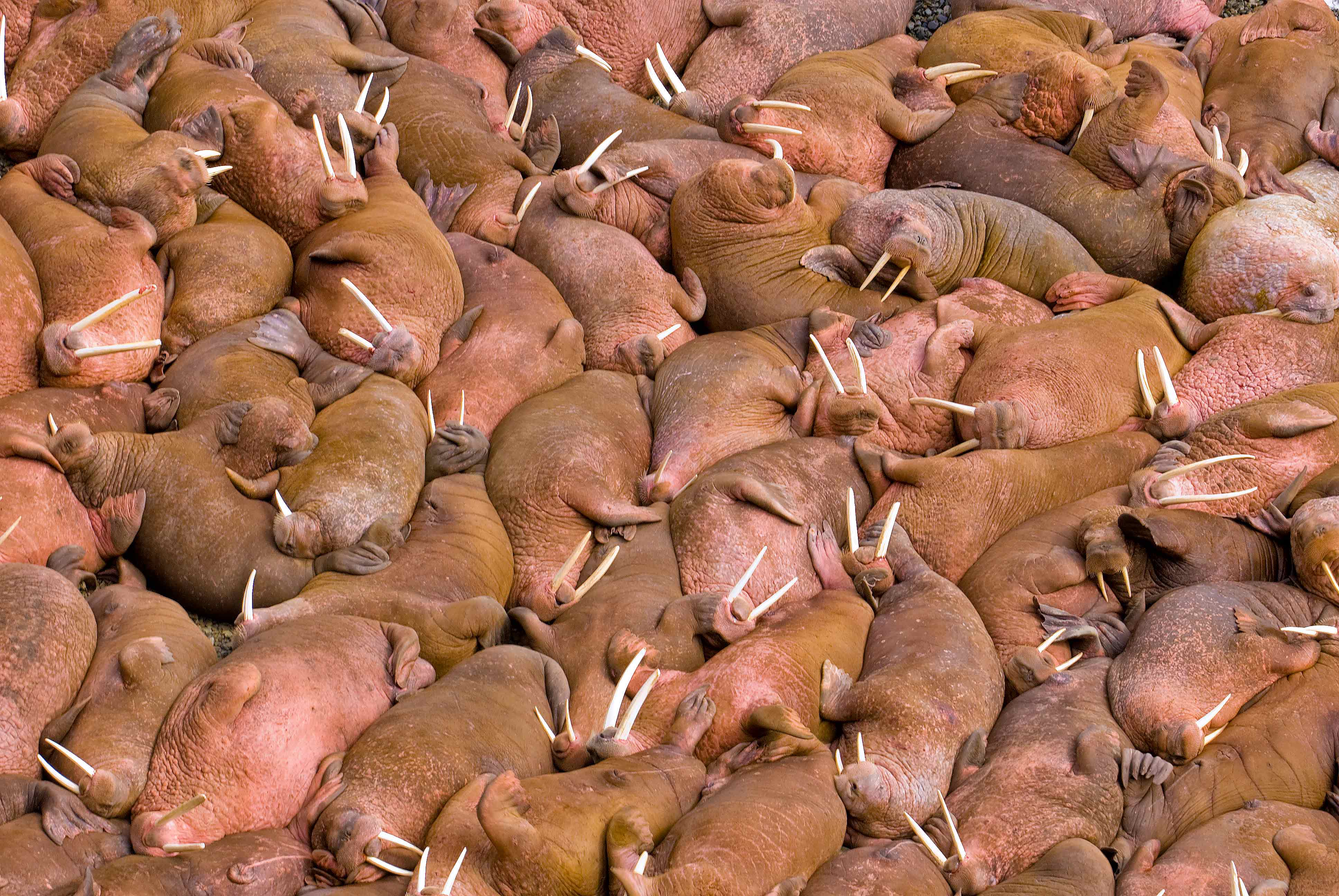 Walrus Island - HD Wallpaper 