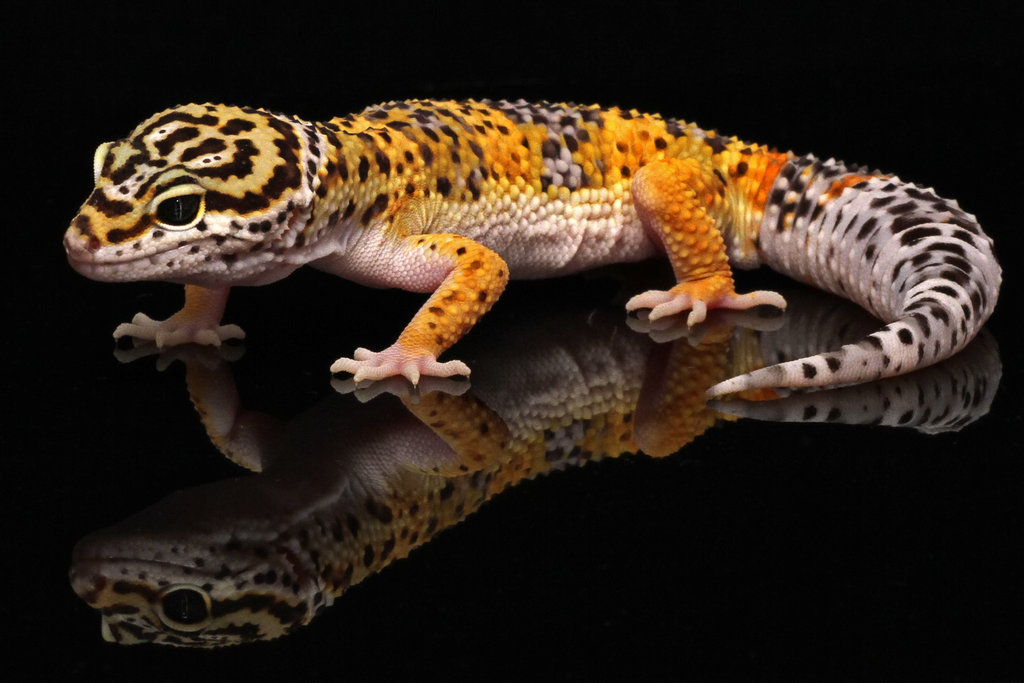 Leopard Geckos Life Span Wallpaper - Common Leopard Gecko Breeds - HD Wallpaper 