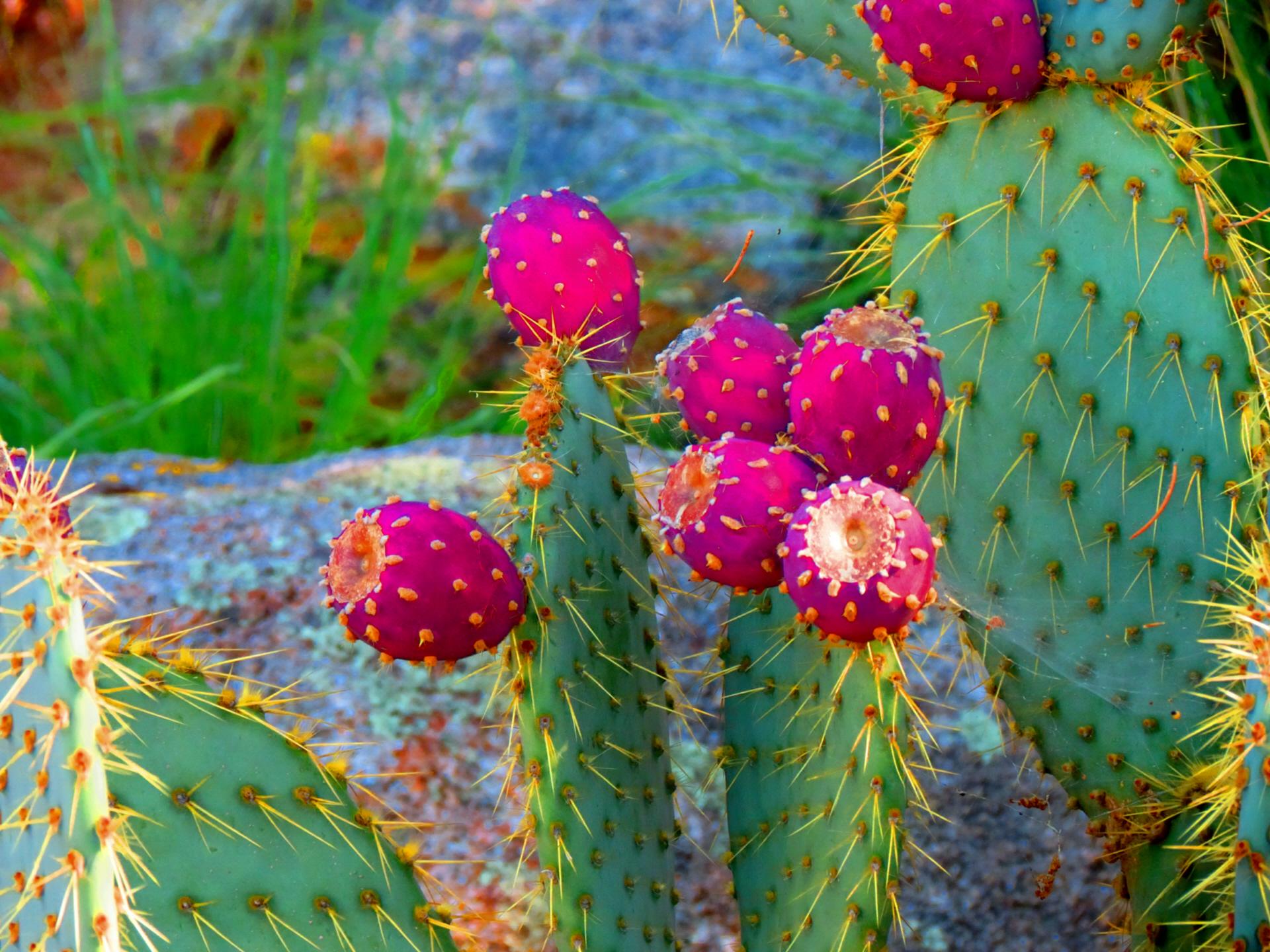 Picture Of Cactus - High Resolution Cactus Photography - HD Wallpaper 