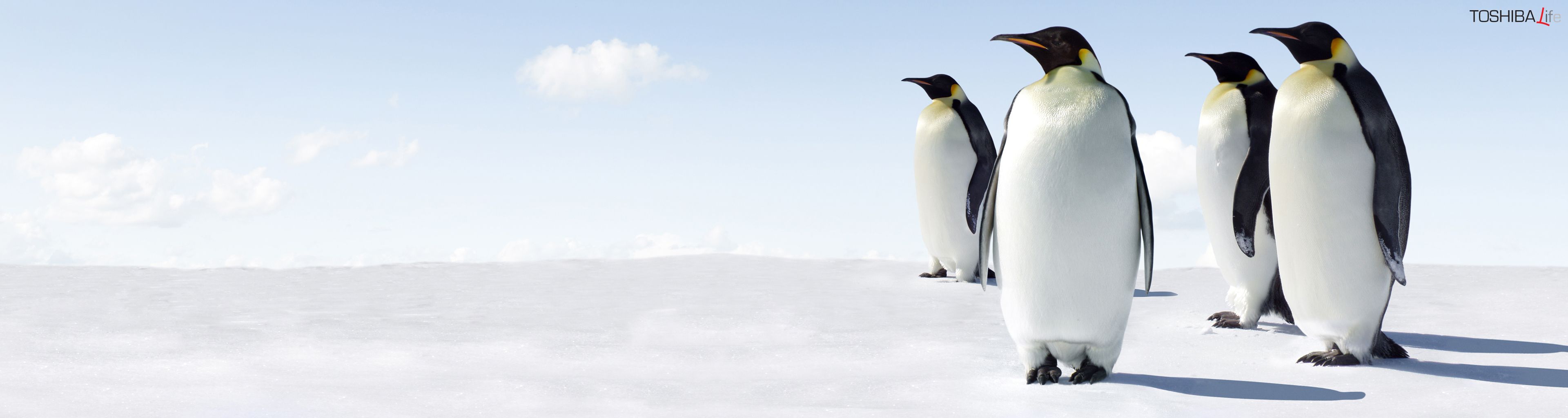 Dual Screen Wallpaper Animal - HD Wallpaper 