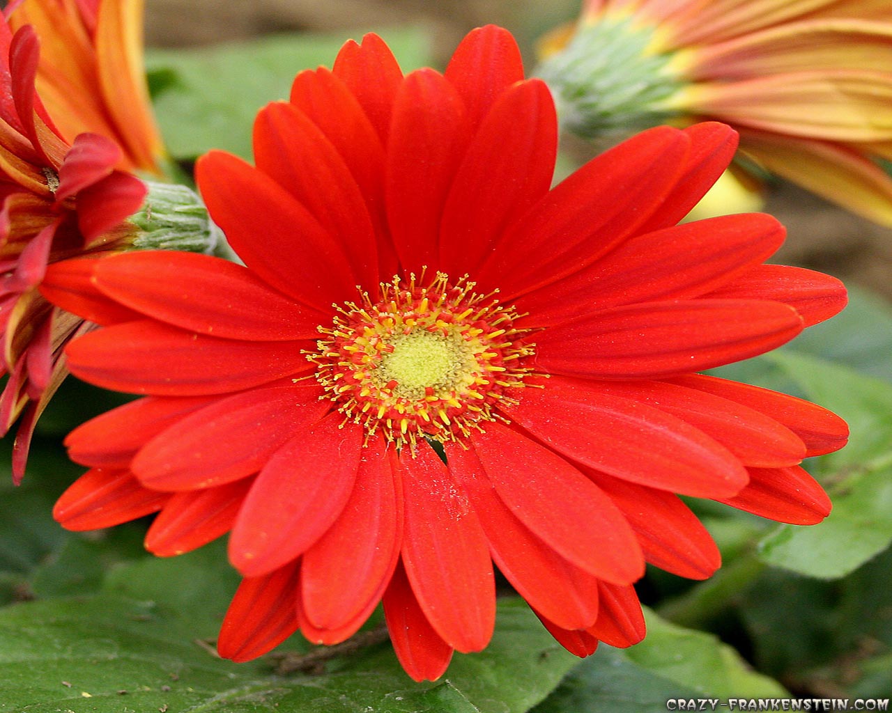 Flowers Images Large Size - HD Wallpaper 