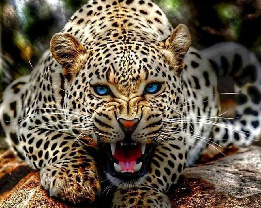 Cool Hd Photos Of Animals - 905x722 Wallpaper Cool Hd Photos Of Animals - 905x722 Wallpaper