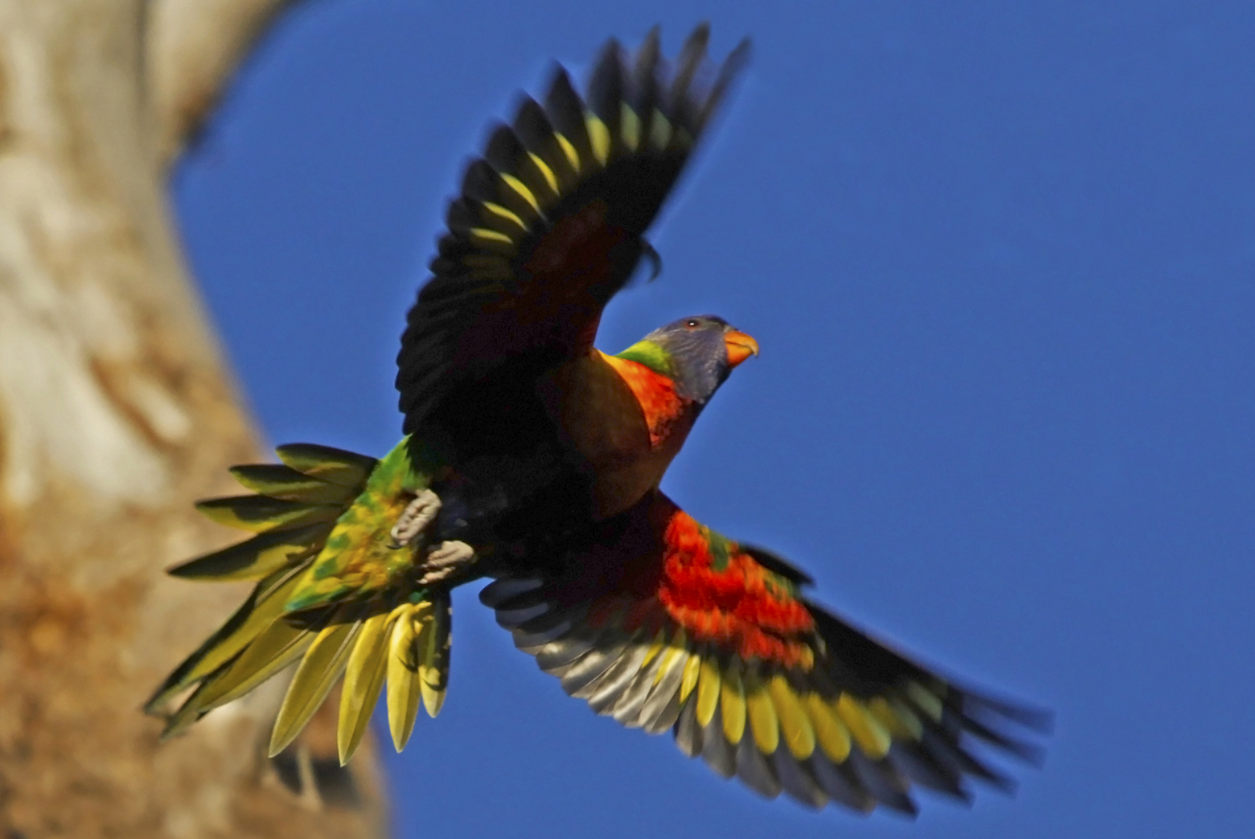 Lorikeet - HD Wallpaper 