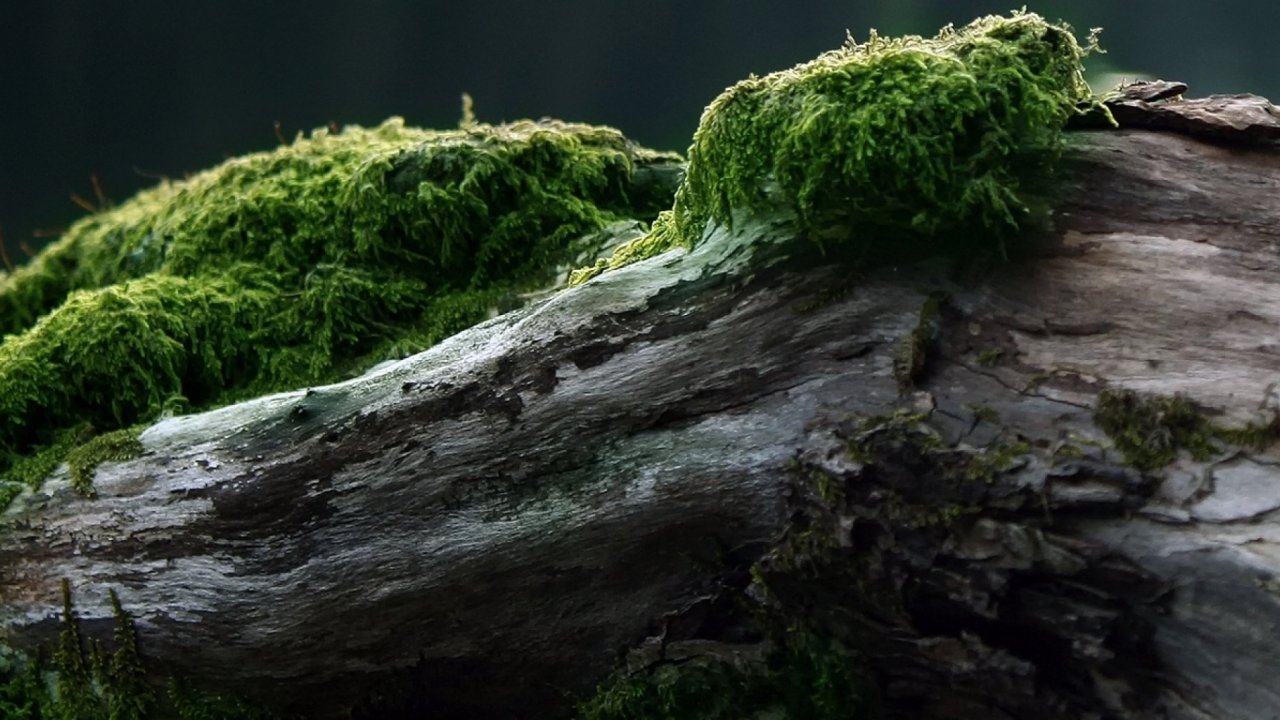 , Widescreen, Fresh, Hd Wallpapers, Display,tablet,multi, - Moss On Trees - HD Wallpaper 