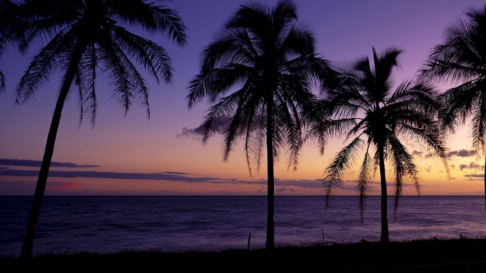 Windows Panoramic Beach Theme Wallpaper - Twitter Header Palm Trees - HD Wallpaper 